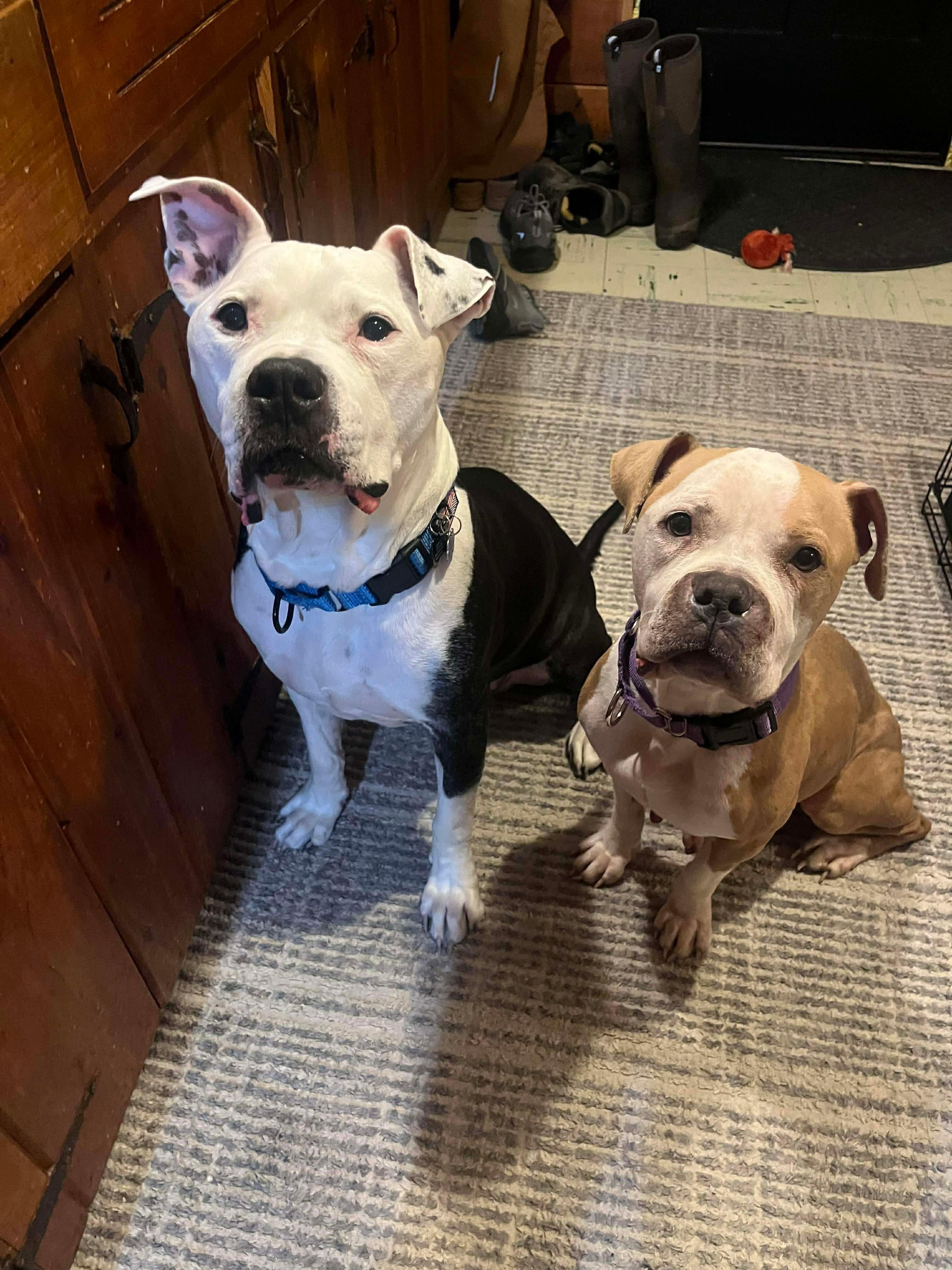 Lulu, a ADOPTABLE mixed breed in Clay, NY image 5/5