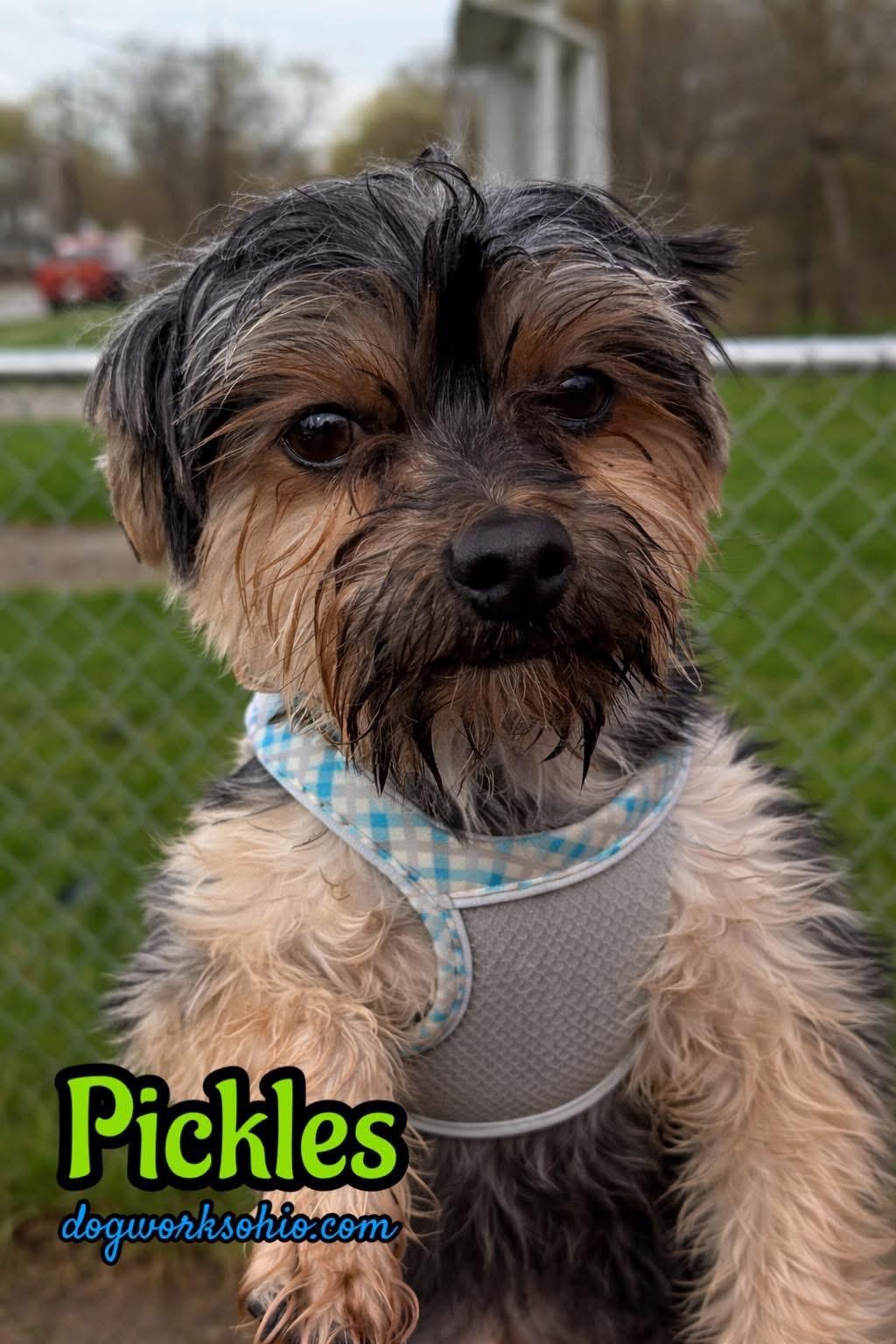 Enlarge Pickles, a Adoptable Yorkshire Terrier in Toledo, OH image 2/2