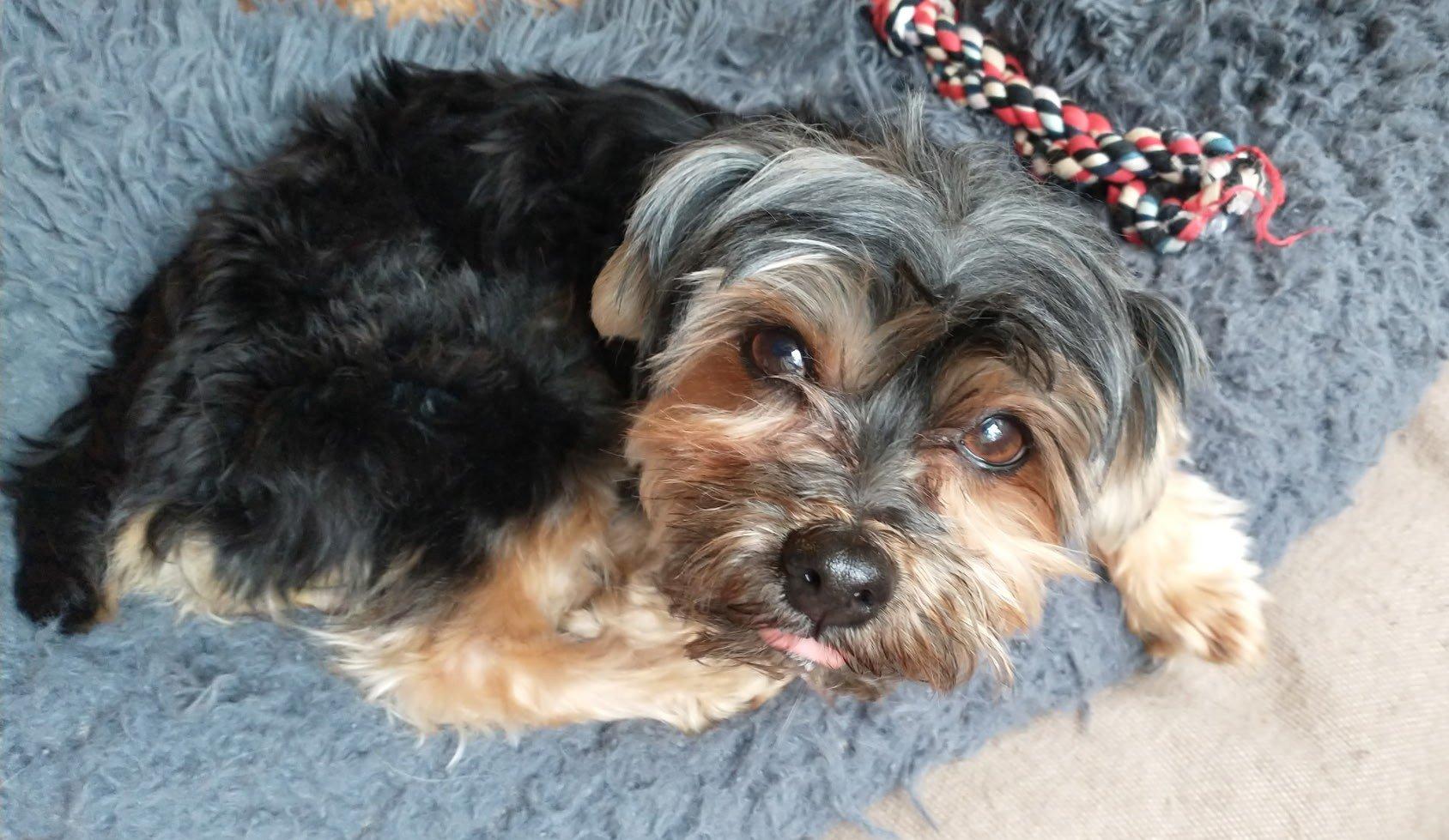 Pickles, Adoptable, Young Male Yorkshire Terrier.