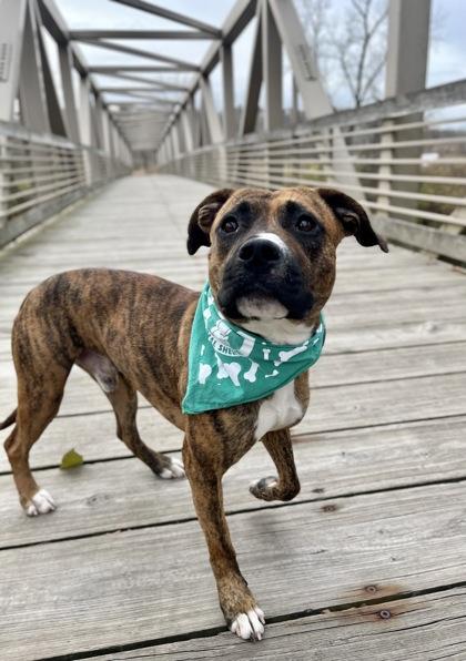 Kiku, Adoptable, Adult Male Boxer & Mixed Breed.
