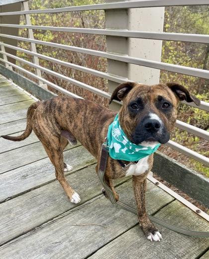 Kiku, Adoptable, Adult Male Boxer & Mixed Breed.