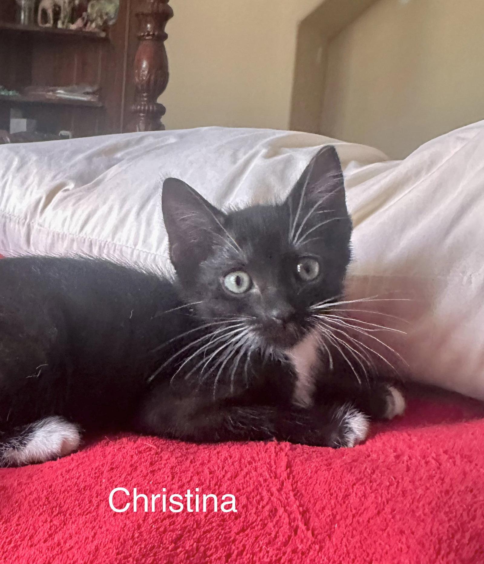 Christina (4986), Adoptable, Kitten Female Domestic Short Hair.