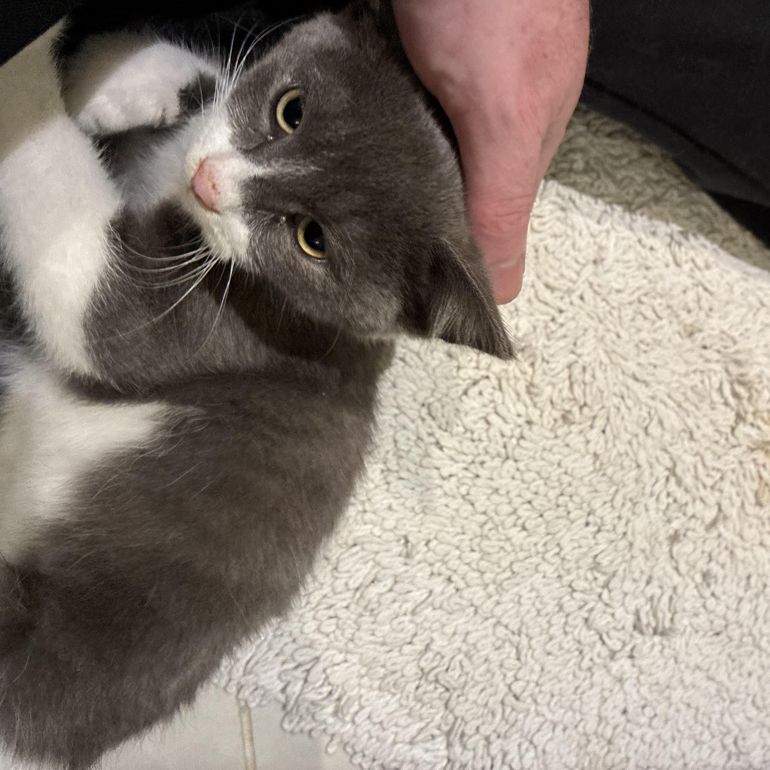 Enlarge Oakley, a Adopted Domestic Short Hair in Wakefield, QC image 5/6