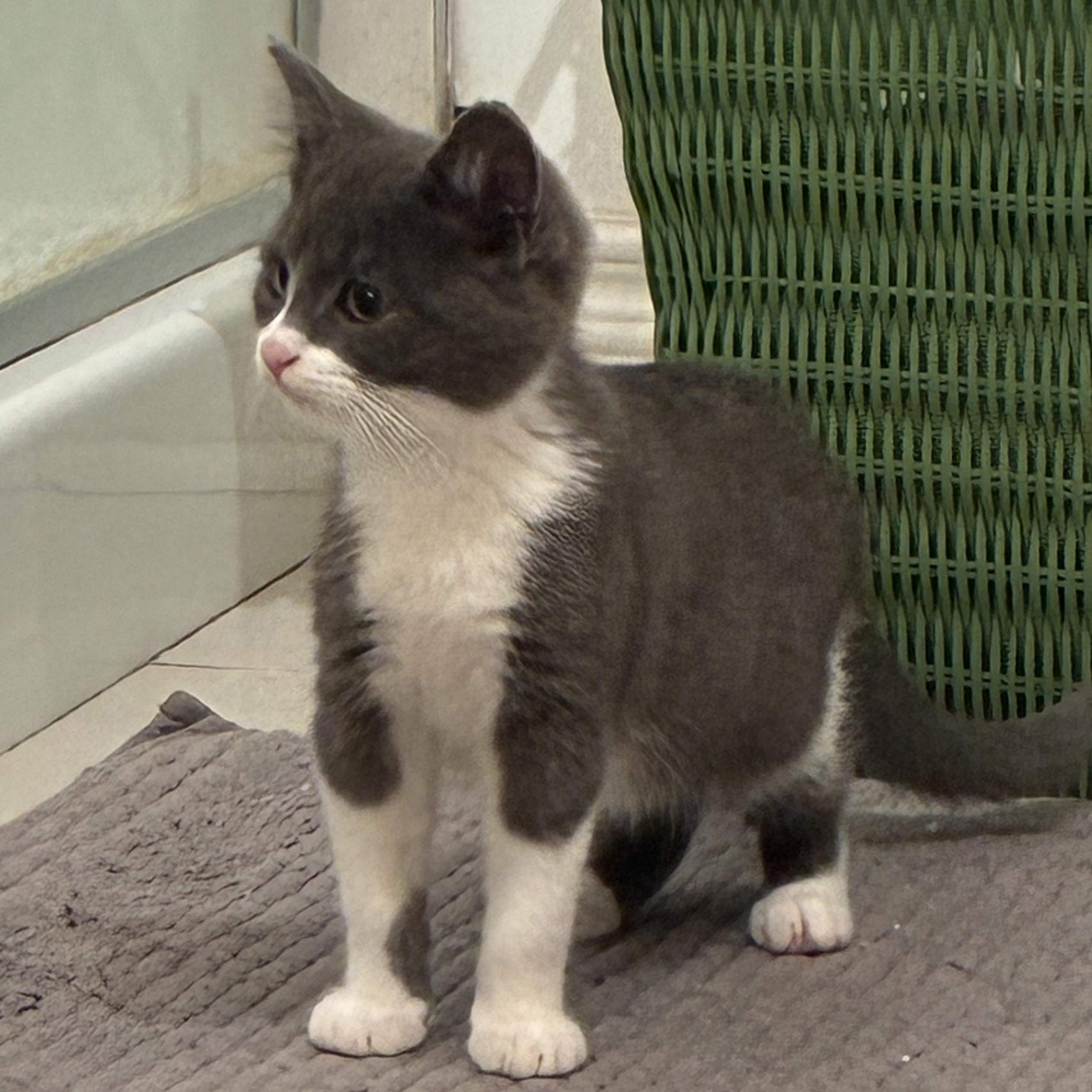 Oakley, Adopted, Kitten Female Domestic Short Hair.