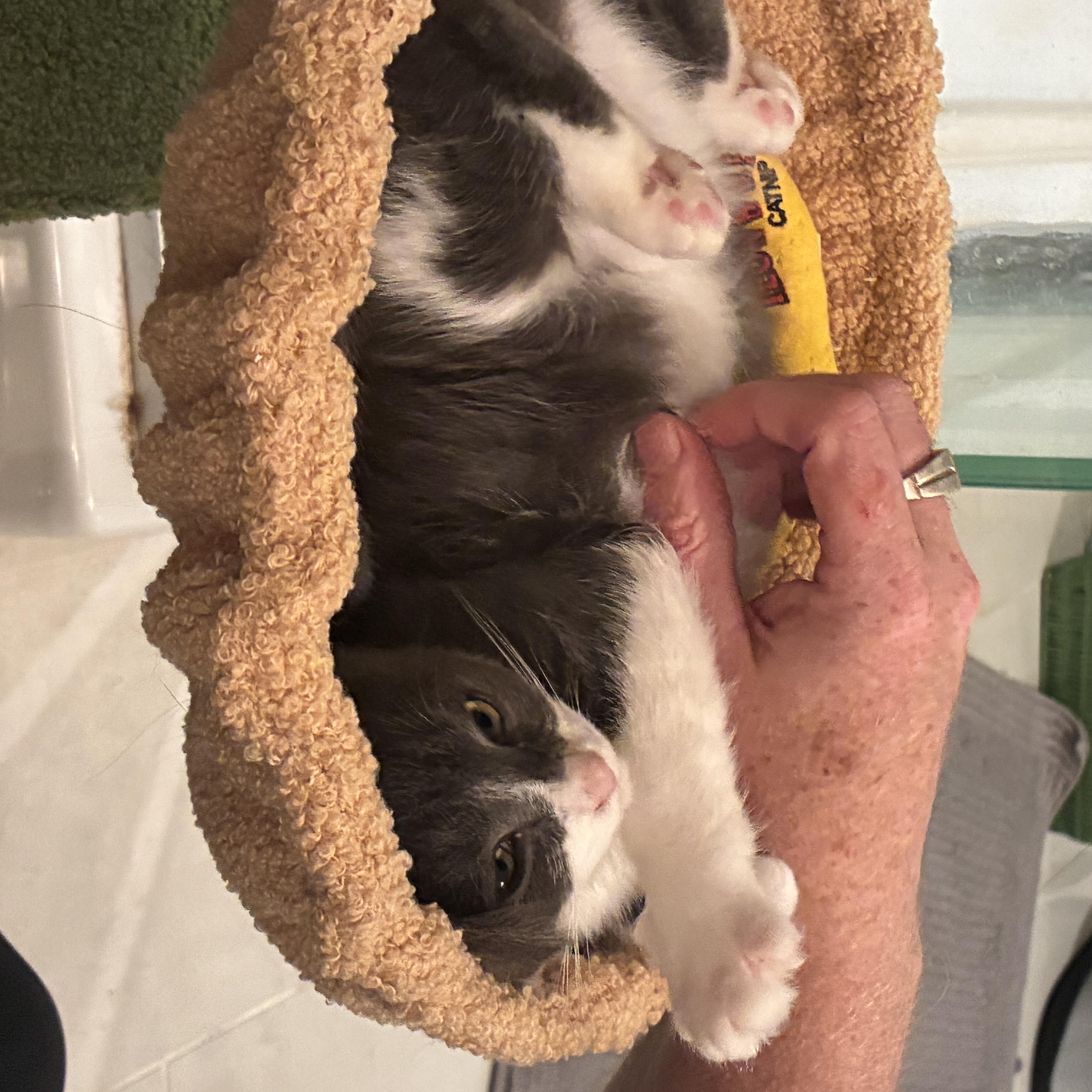 Enlarge Oakley, a Adopted Domestic Short Hair in Wakefield, QC image 4/6