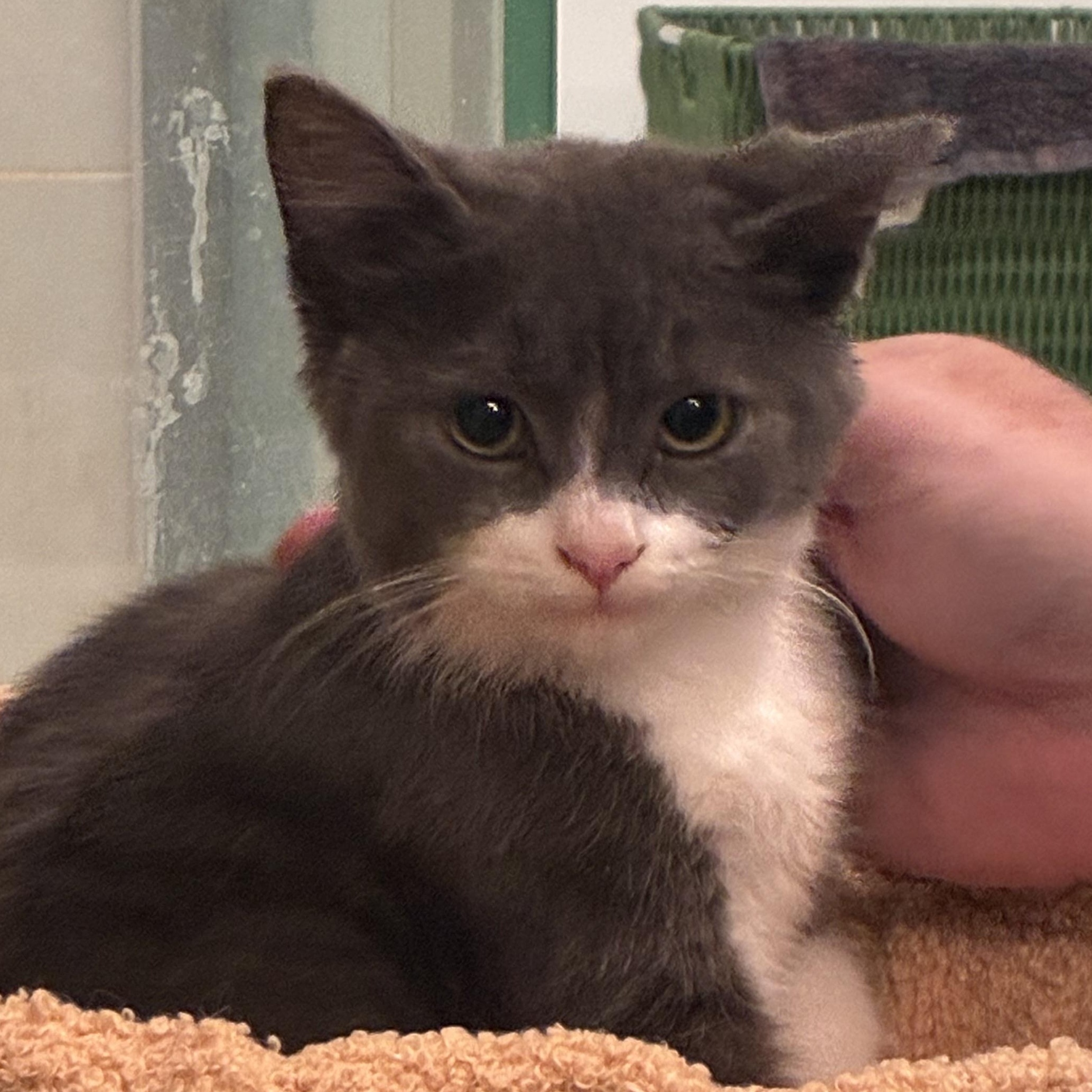 Enlarge Oakley, a Adopted Domestic Short Hair in Wakefield, QC image 3/6