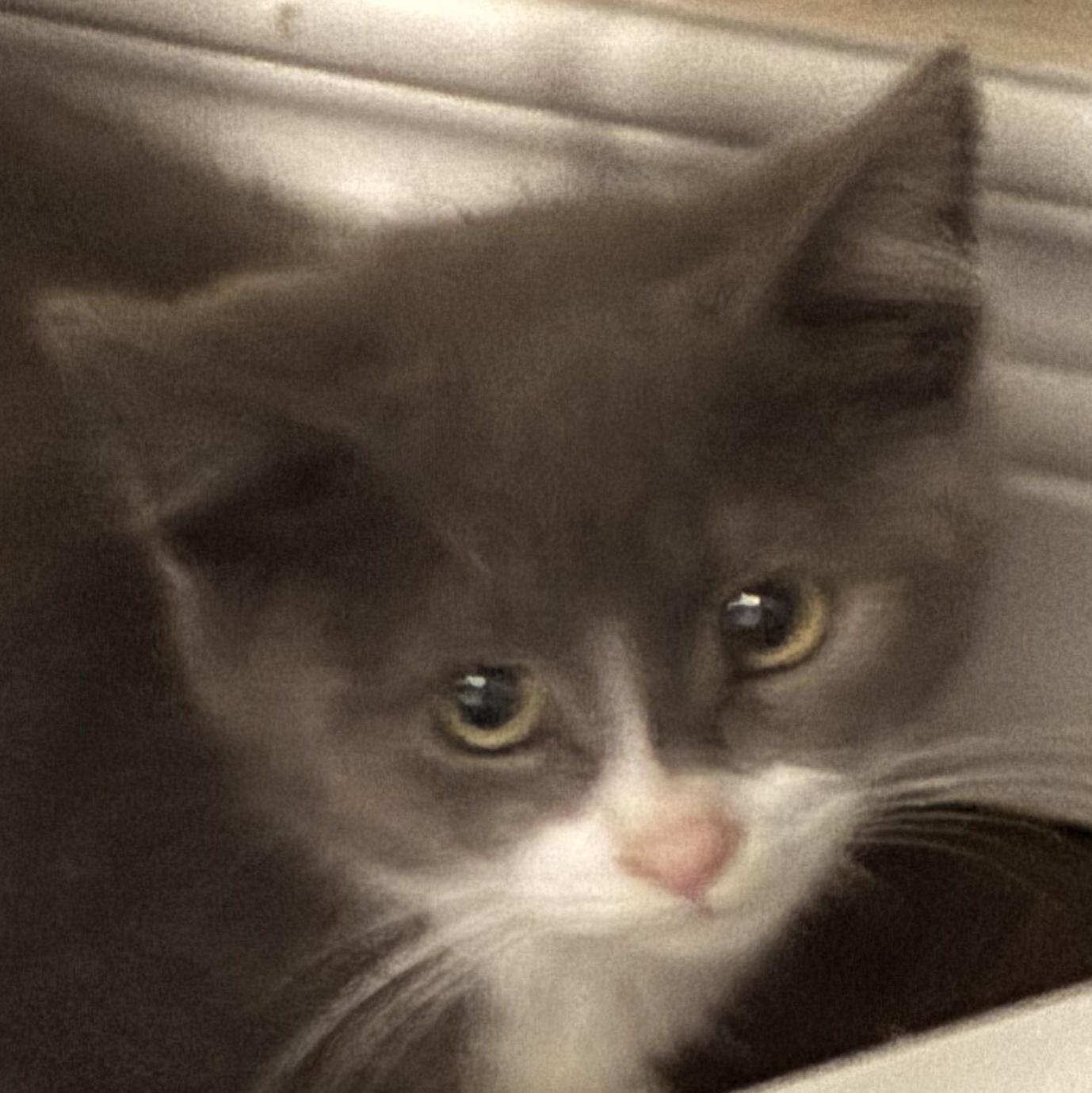Enlarge Oakley, a Adopted Domestic Short Hair in Wakefield, QC image 2/6