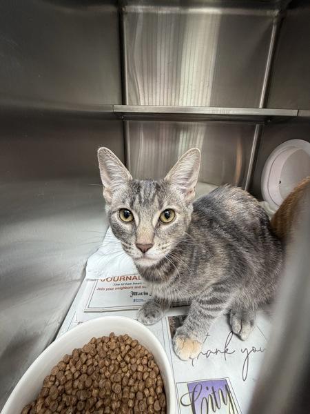 Enlarge Kitsy, a Adoptable mixed breed in Novato, CA image 1/1