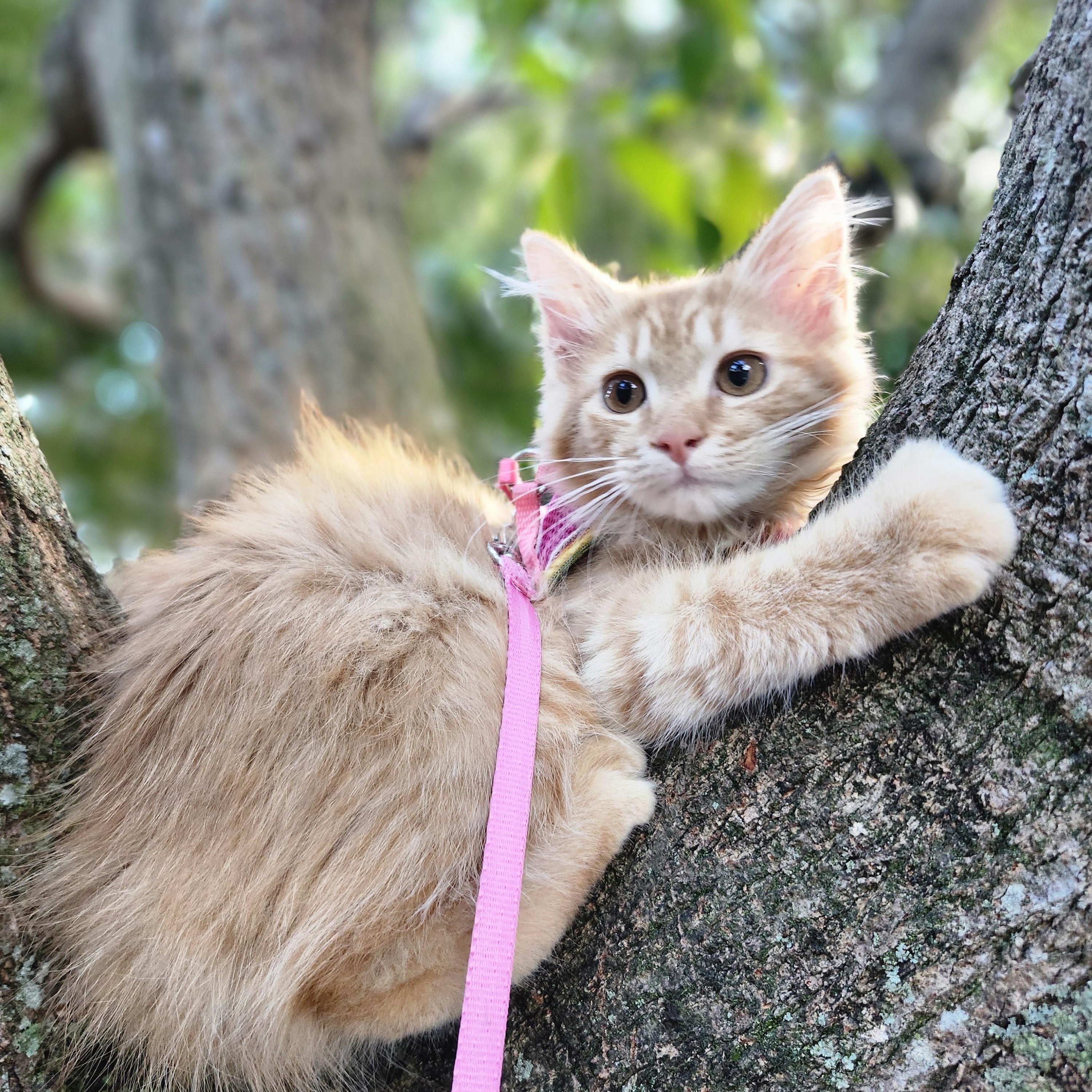Enlarge Solune, a Adoptable Domestic Long Hair in Gainesville, FL image 1/6