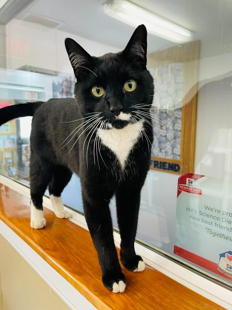 Enlarge Oswald, a Adoptable mixed breed in Green River, WY image 1/5