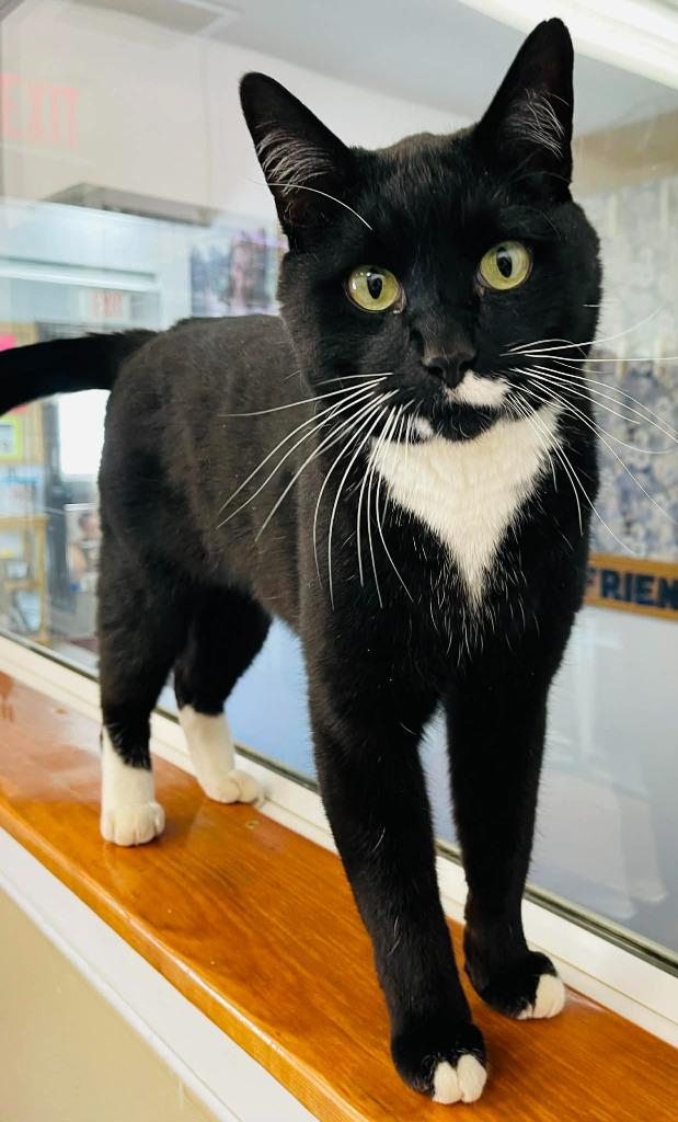 Enlarge Oswald, a Adoptable mixed breed in Green River, WY image 2/5