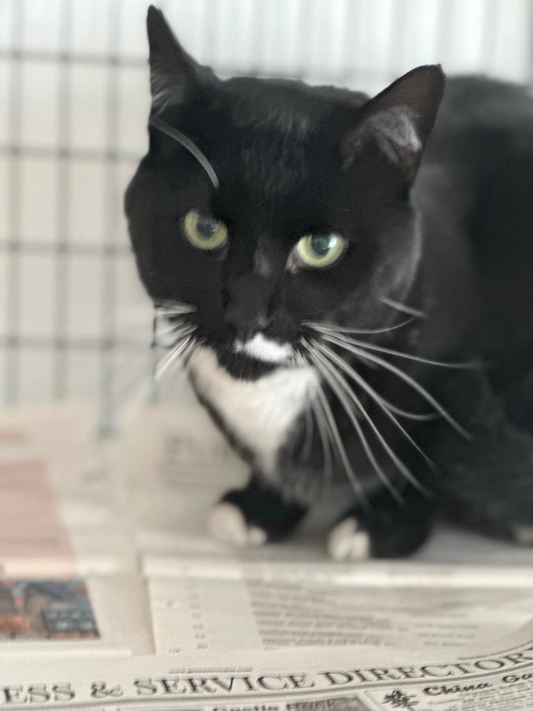 Enlarge Oswald, a Adoptable mixed breed in Green River, WY image 3/5