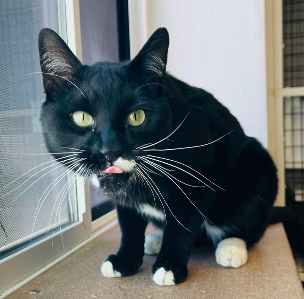 Enlarge Oswald, a Adoptable mixed breed in Green River, WY image 4/5