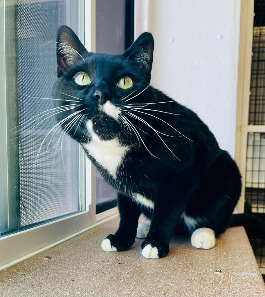 Enlarge Oswald, a Adoptable mixed breed in Green River, WY image 5/5