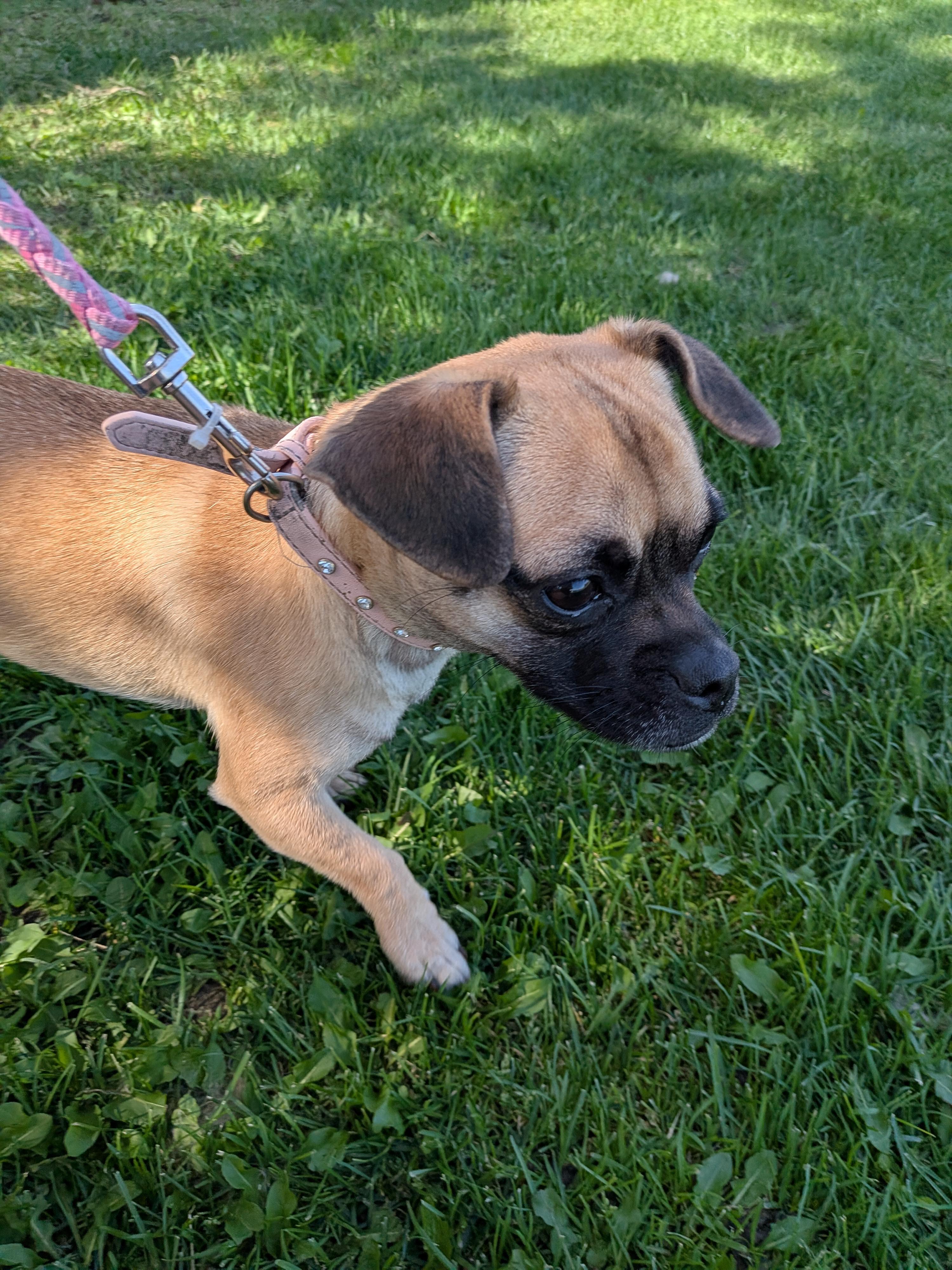 Enlarge Cece, a Adoptable mixed breed in Hermiston, OR image 2/4