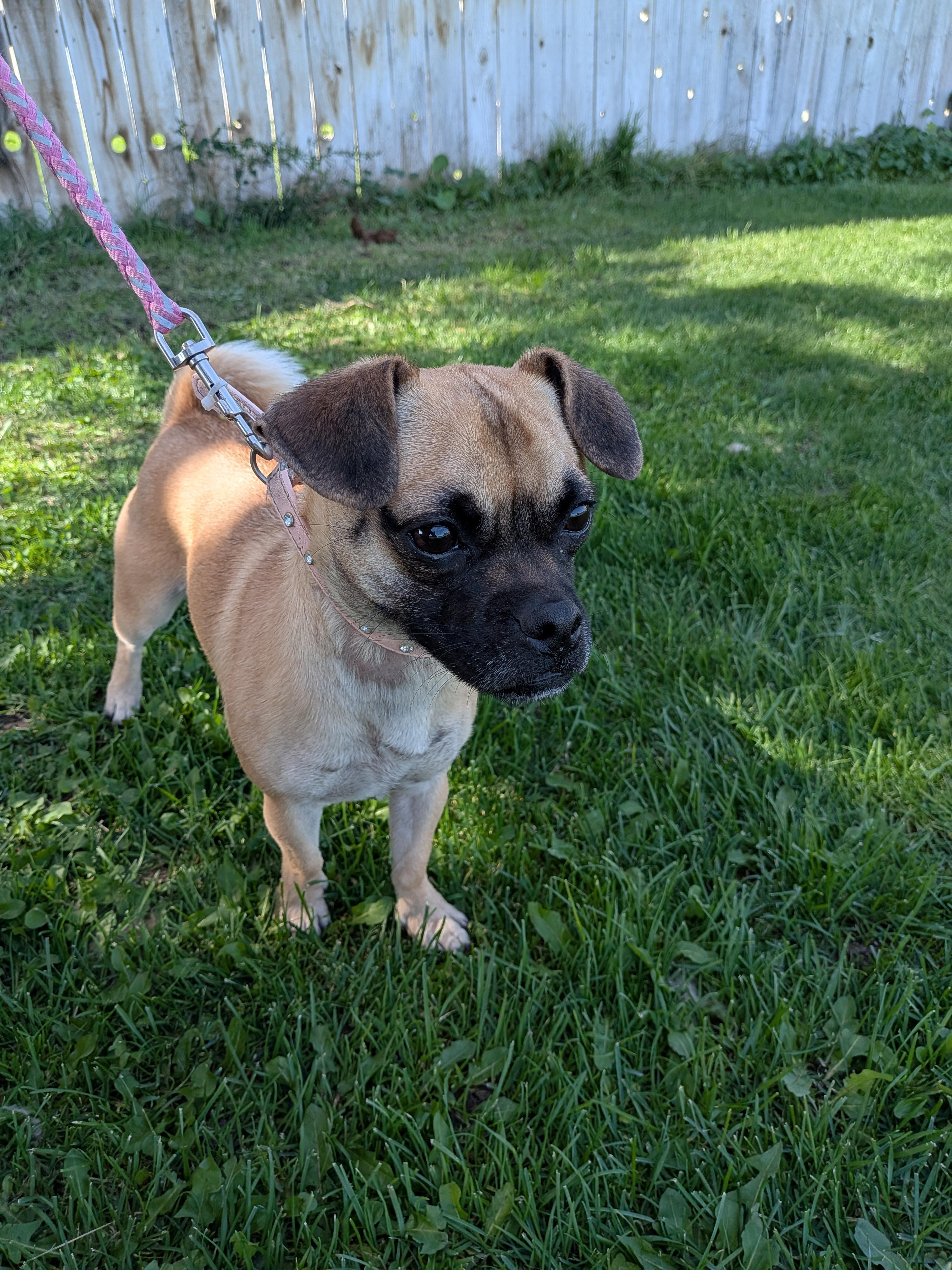 Cece, Adoptable, Young Female Pug & Chihuahua.