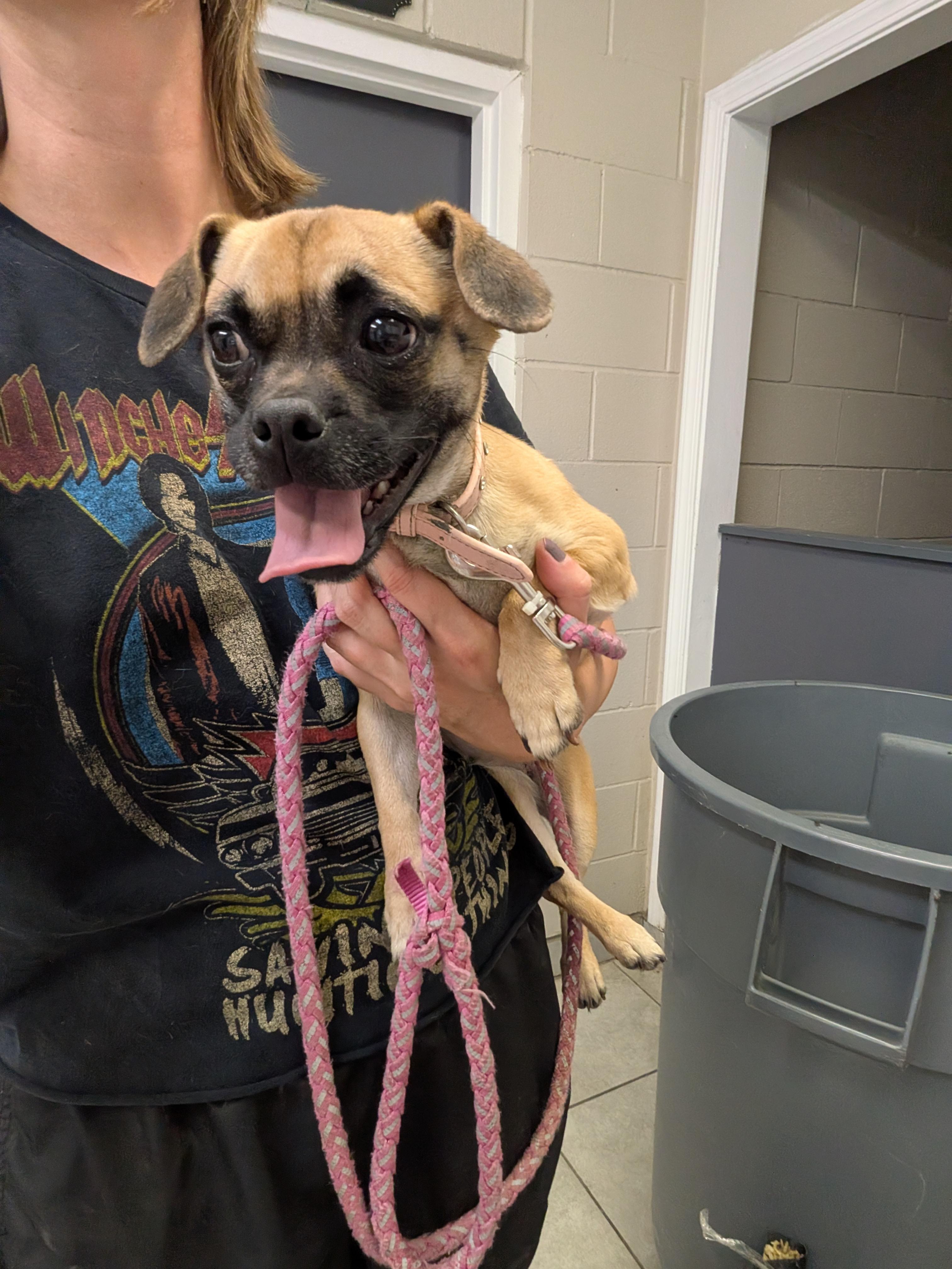 Enlarge Cece, a Adoptable mixed breed in Hermiston, OR image 3/4