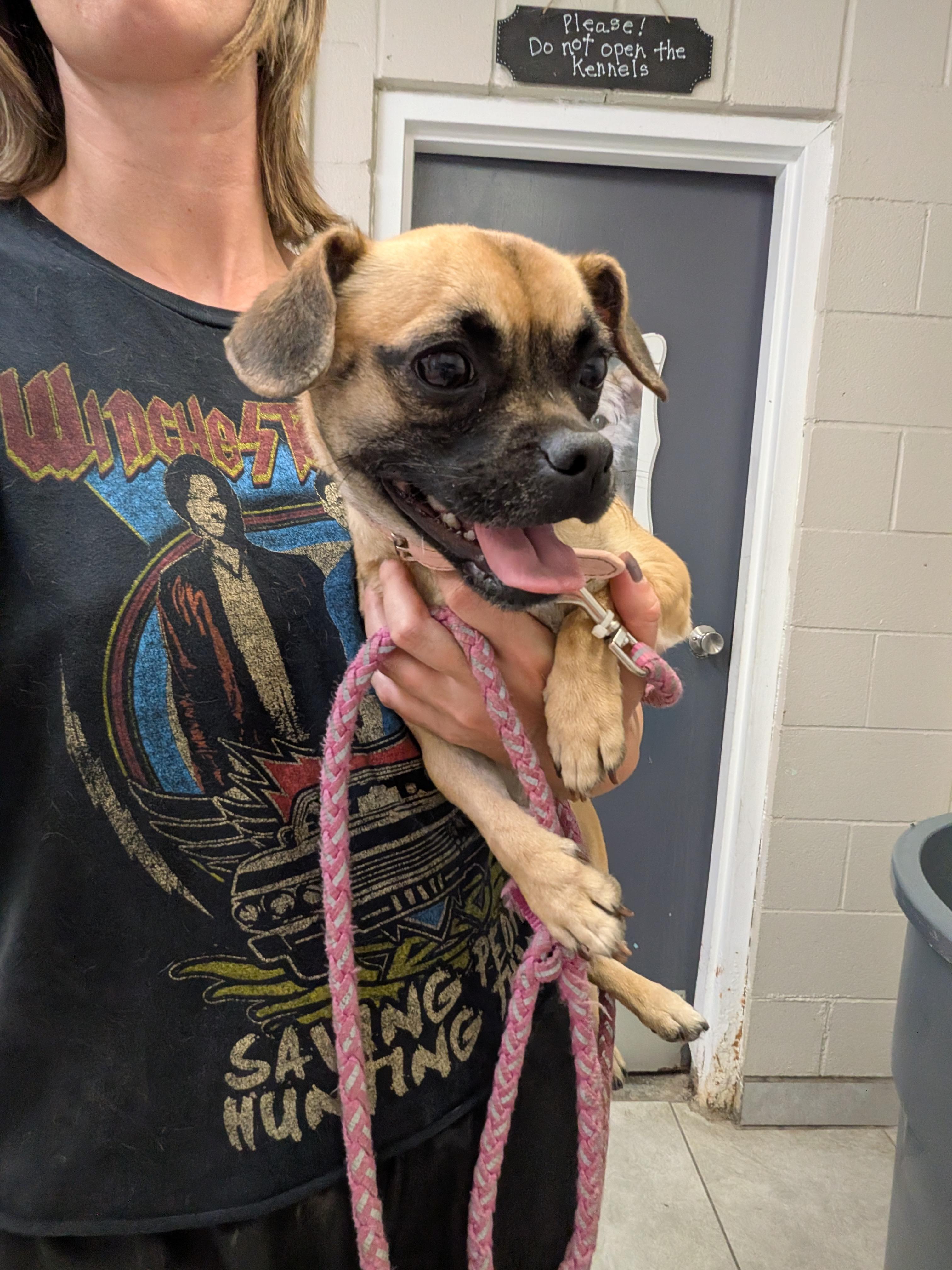 Enlarge Cece, a Adoptable mixed breed in Hermiston, OR image 4/4
