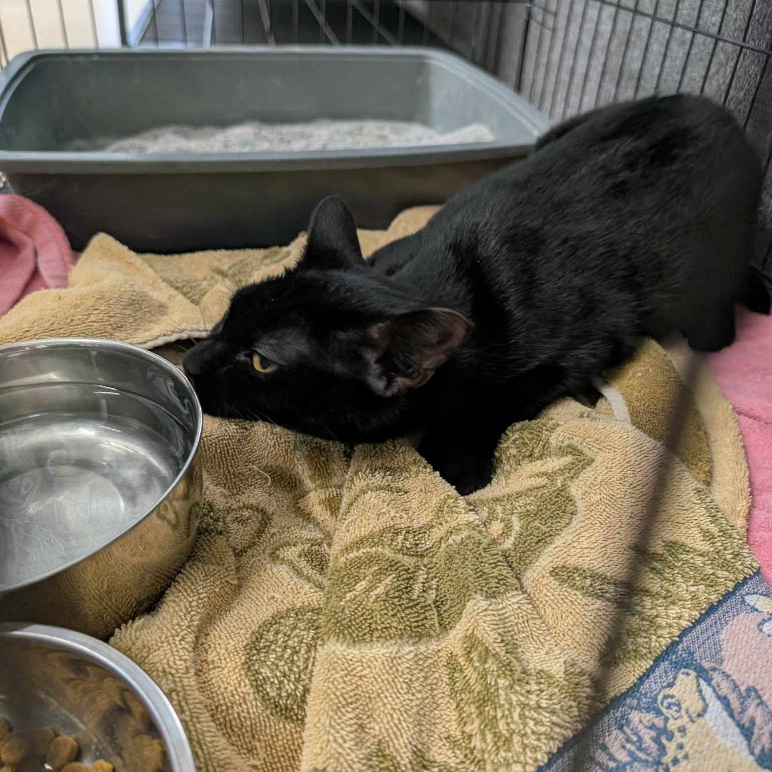 Enlarge Chipotle, a ADOPTABLE Domestic Short Hair in West Palm Beach, FL image 2/3