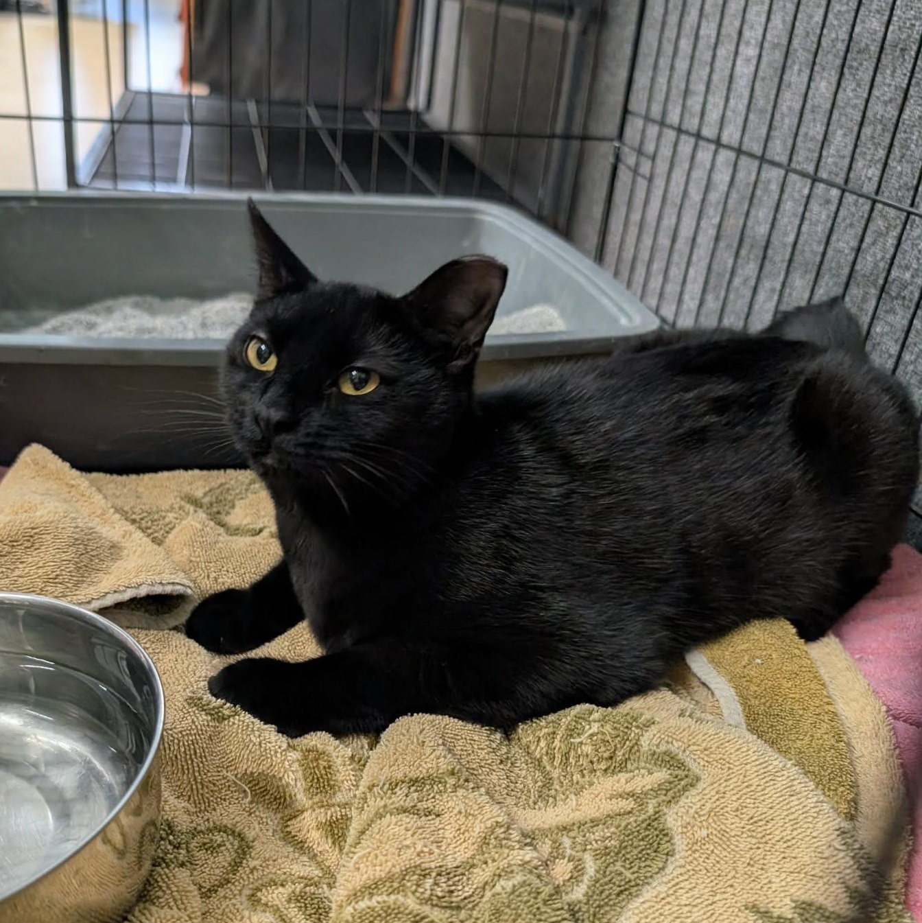 Enlarge Chipotle, a ADOPTABLE Domestic Short Hair in West Palm Beach, FL image 3/3