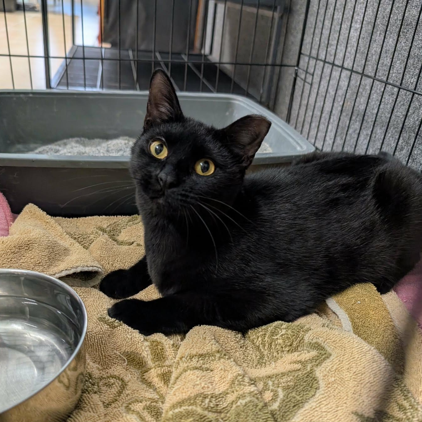 Chipotle, ADOPTABLE, Kitten Male Domestic Short Hair.