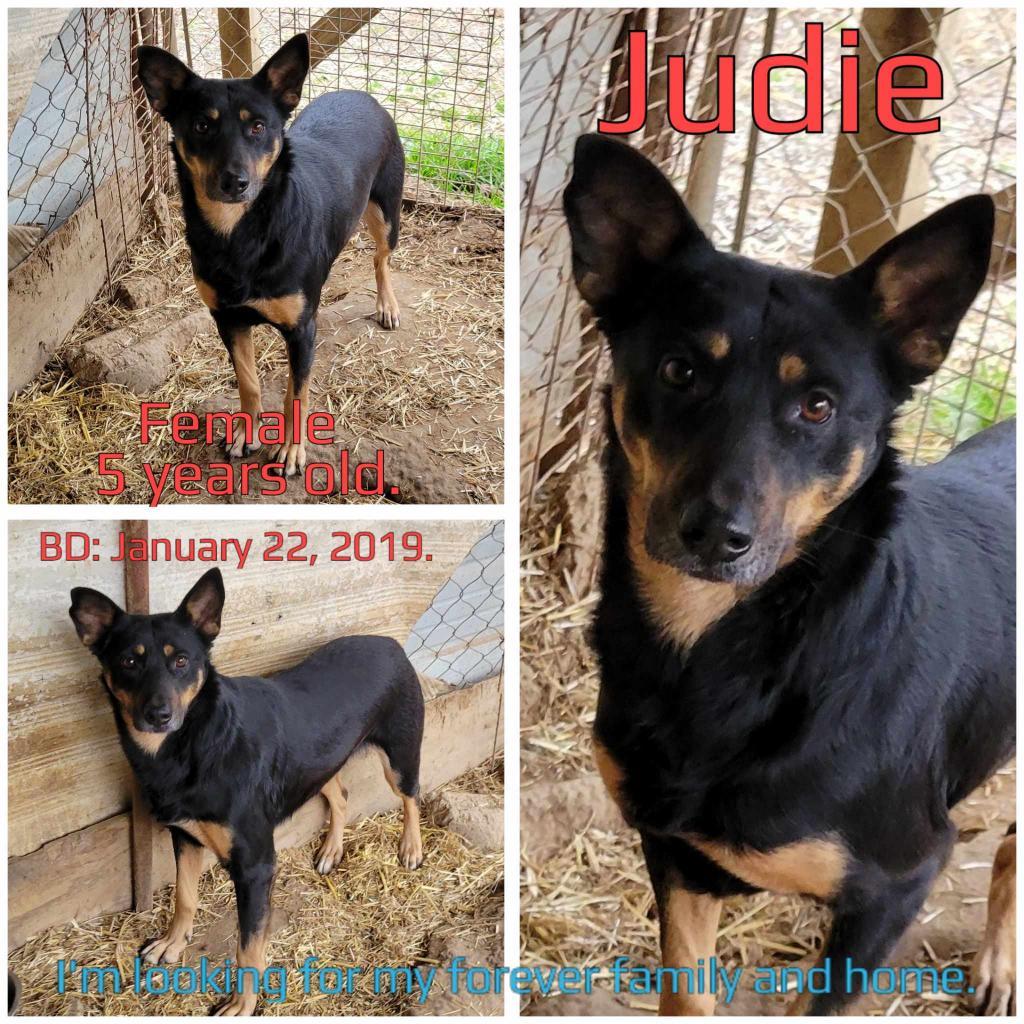 Judie, Adoptable, Adult Female Mixed Breed.