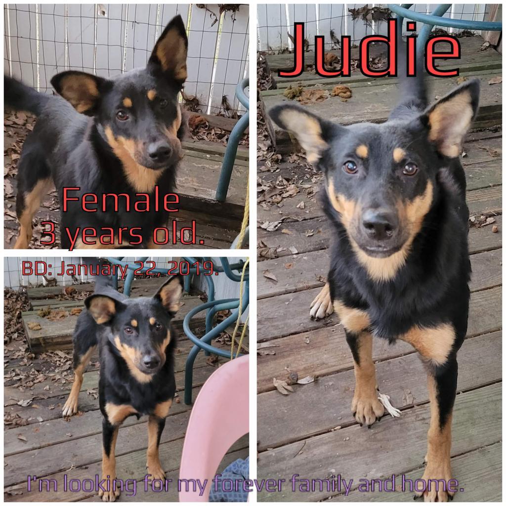Judie, a Adoptable Mixed Breed in Boaz, AL image 2/4