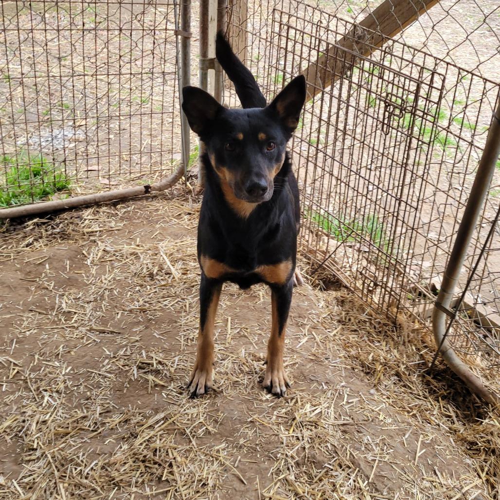 Judie, a Adoptable Mixed Breed in Boaz, AL image 3/4