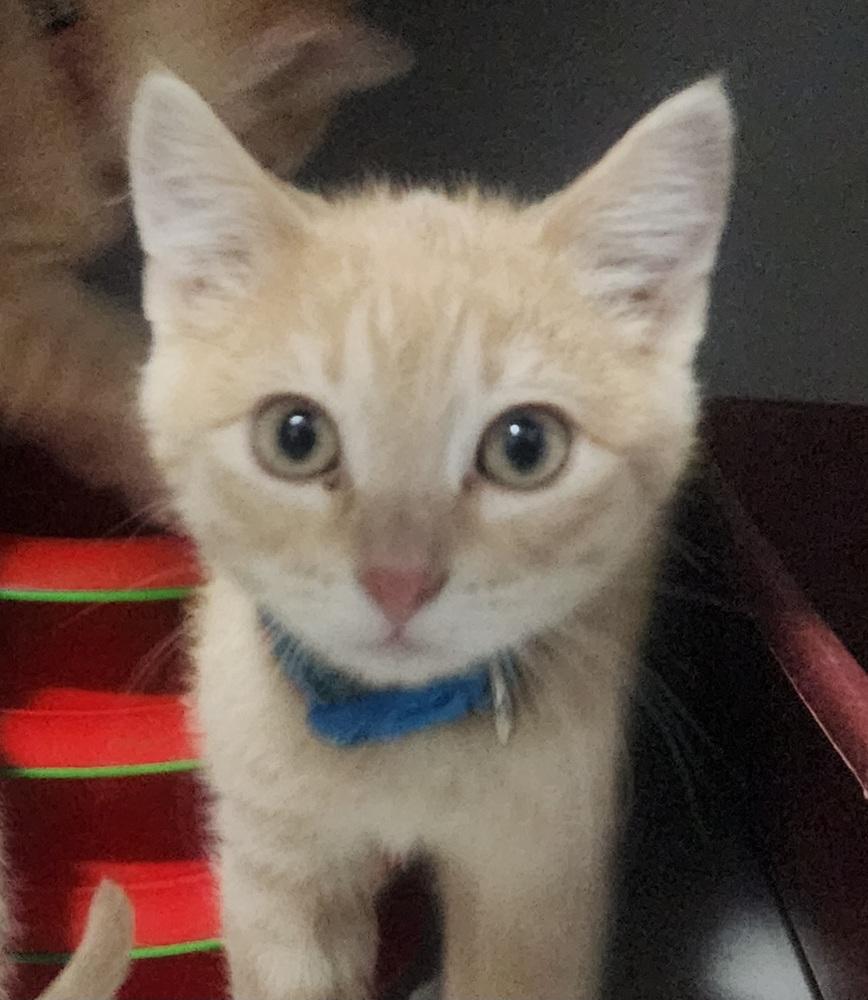 Little Boy Blue thumbnail 2