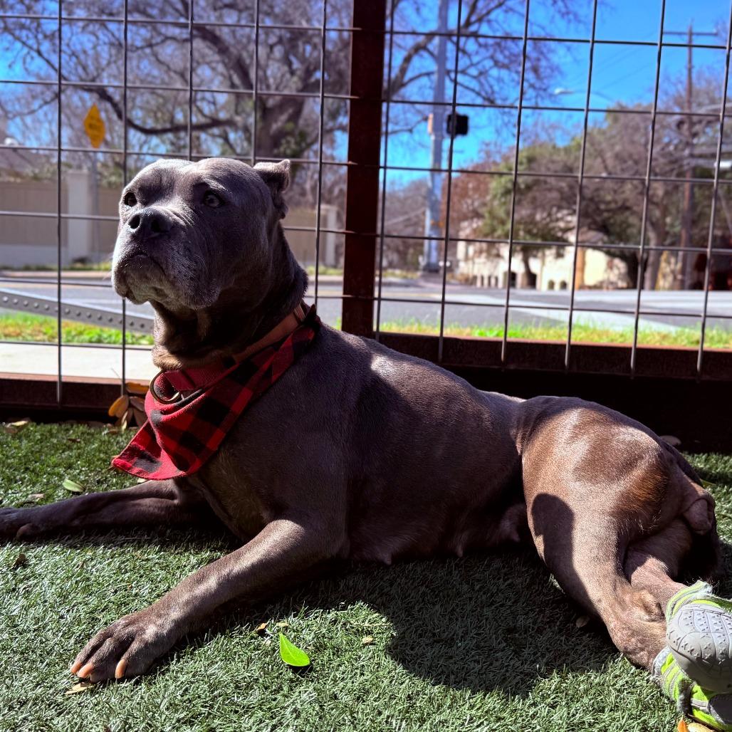 Streetcar Stella — thumbnail 3