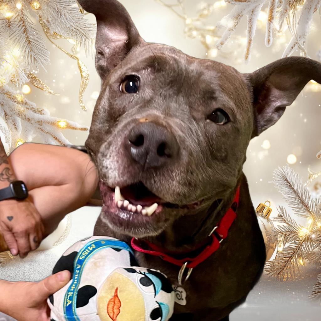 Streetcar Stella — thumbnail 5