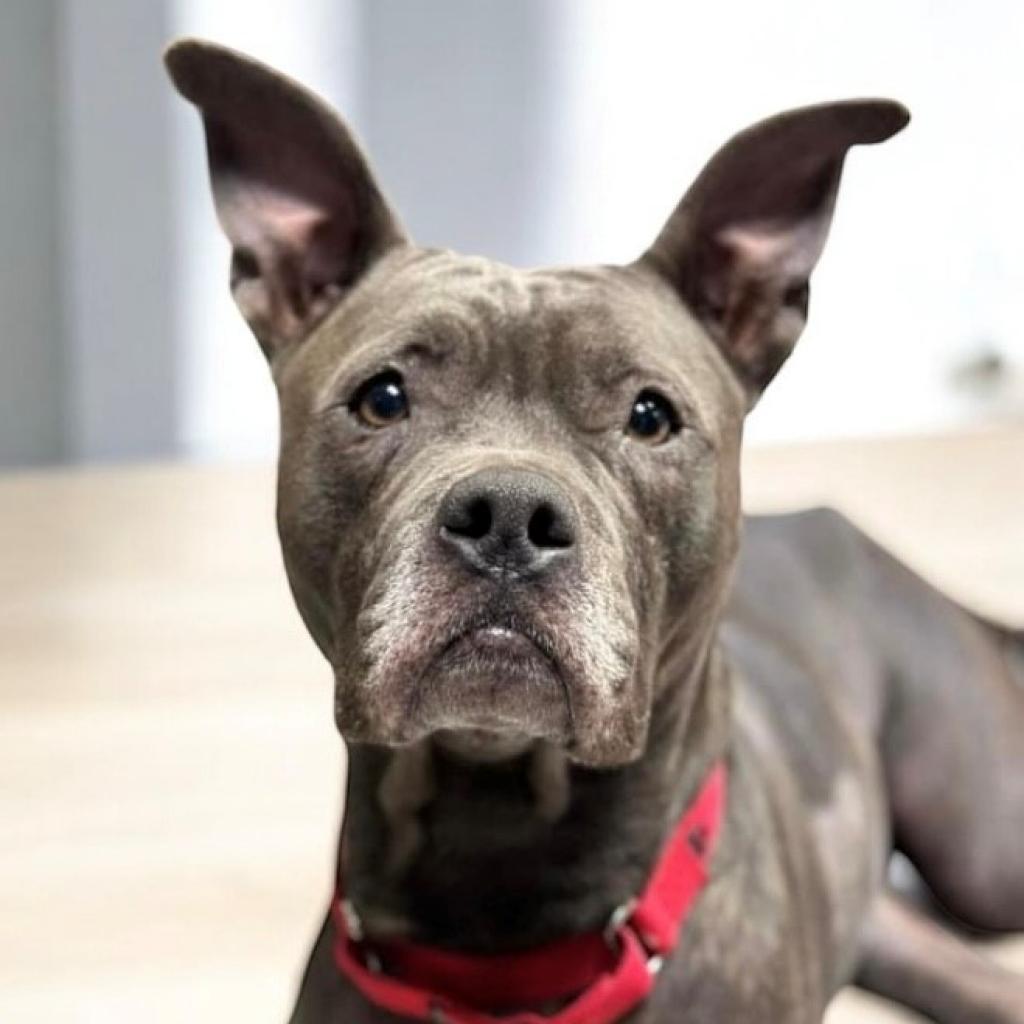 Streetcar Stella — thumbnail 6