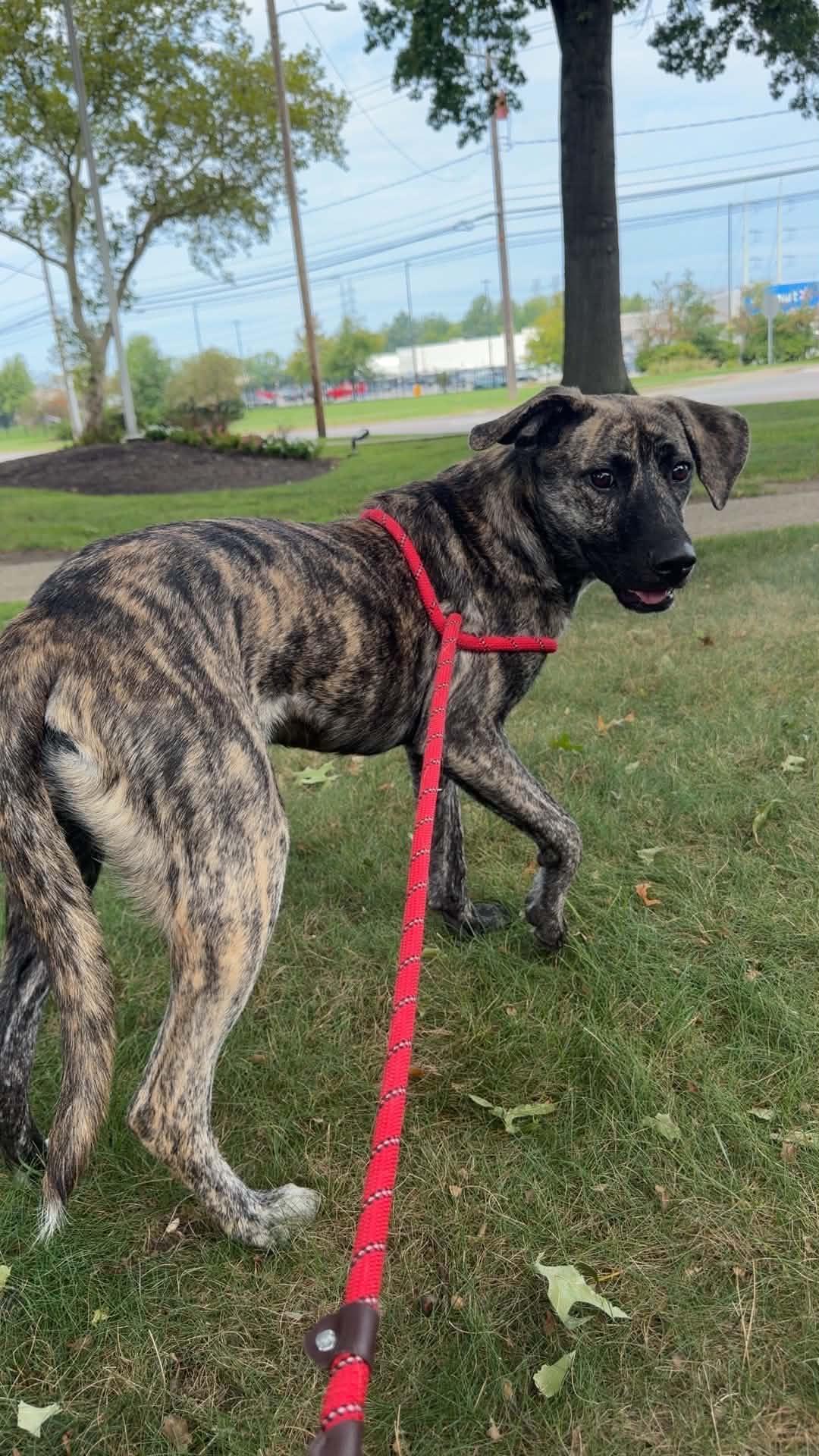 Enlarge Hines, a Adoptable mixed breed in Parma, OH image 2/4