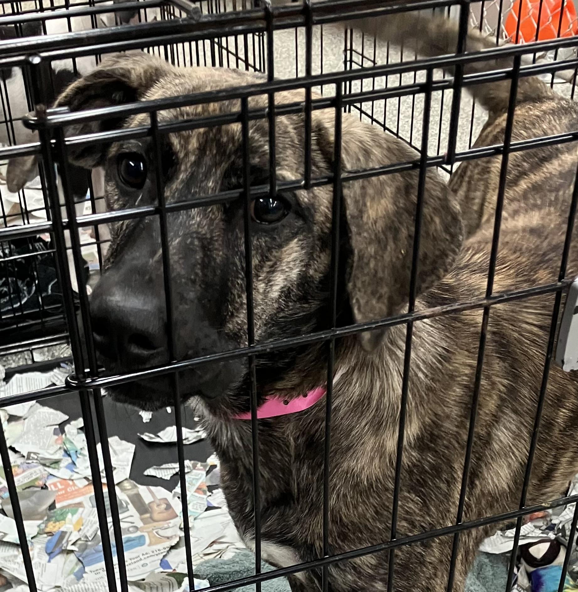 Hines, Adoptable, Puppy Female Hound.