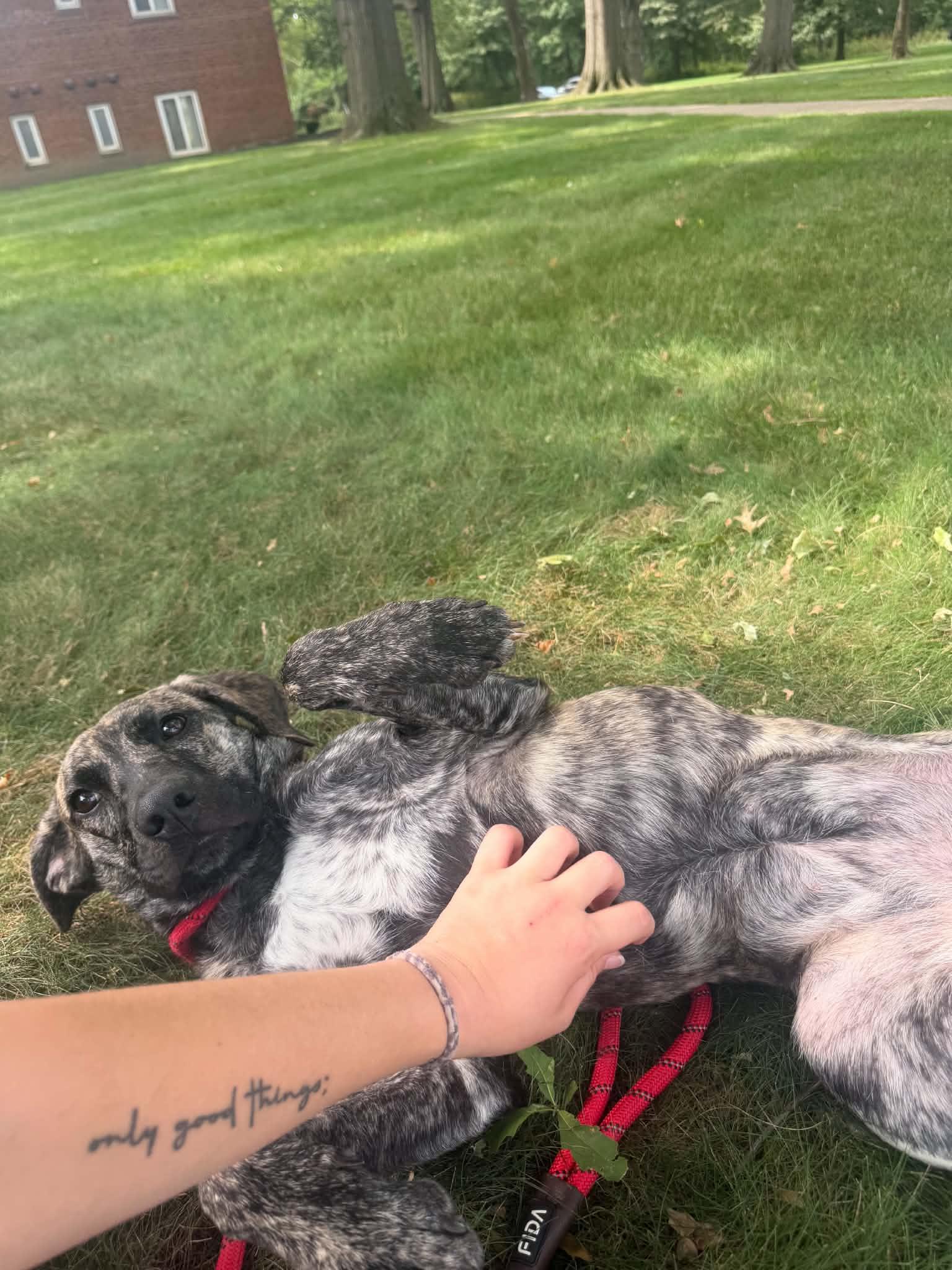 Enlarge Hines, a Adoptable mixed breed in Parma, OH image 3/4