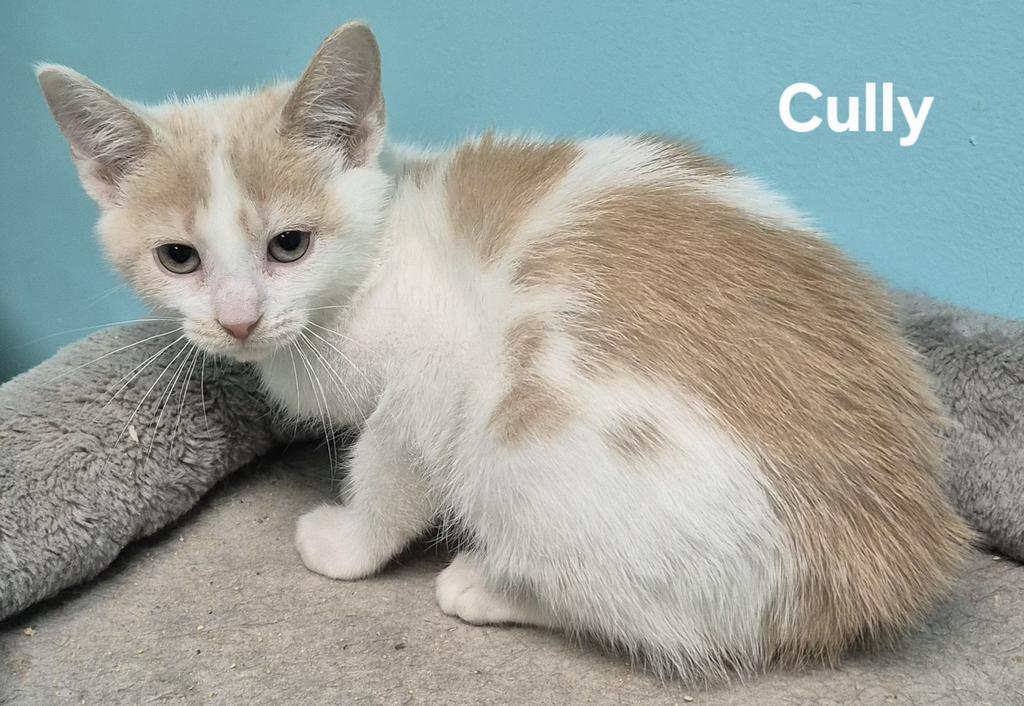 Cully, Adoptable, Young Female Domestic Short Hair.