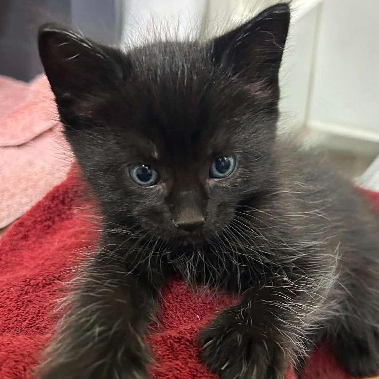 Enlarge Tater & Tot, a Adoptable Domestic Medium Hair in Campbell River, BC image 3/6