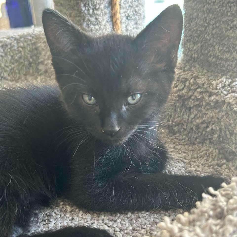 Enlarge Tater & Tot, a Adoptable Domestic Medium Hair in Campbell River, BC image 5/6
