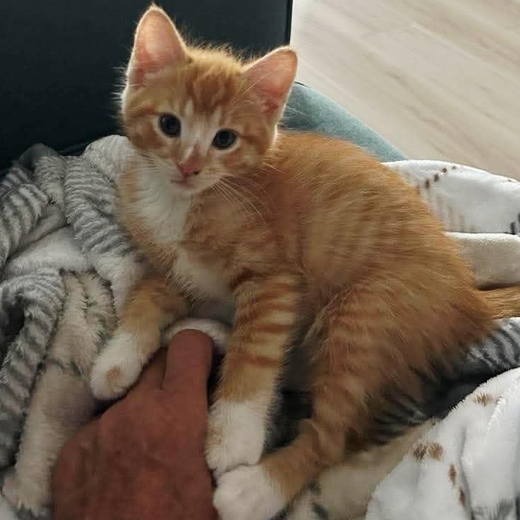Enlarge Tater & Tot, a Adoptable Domestic Medium Hair in Campbell River, BC image 6/6