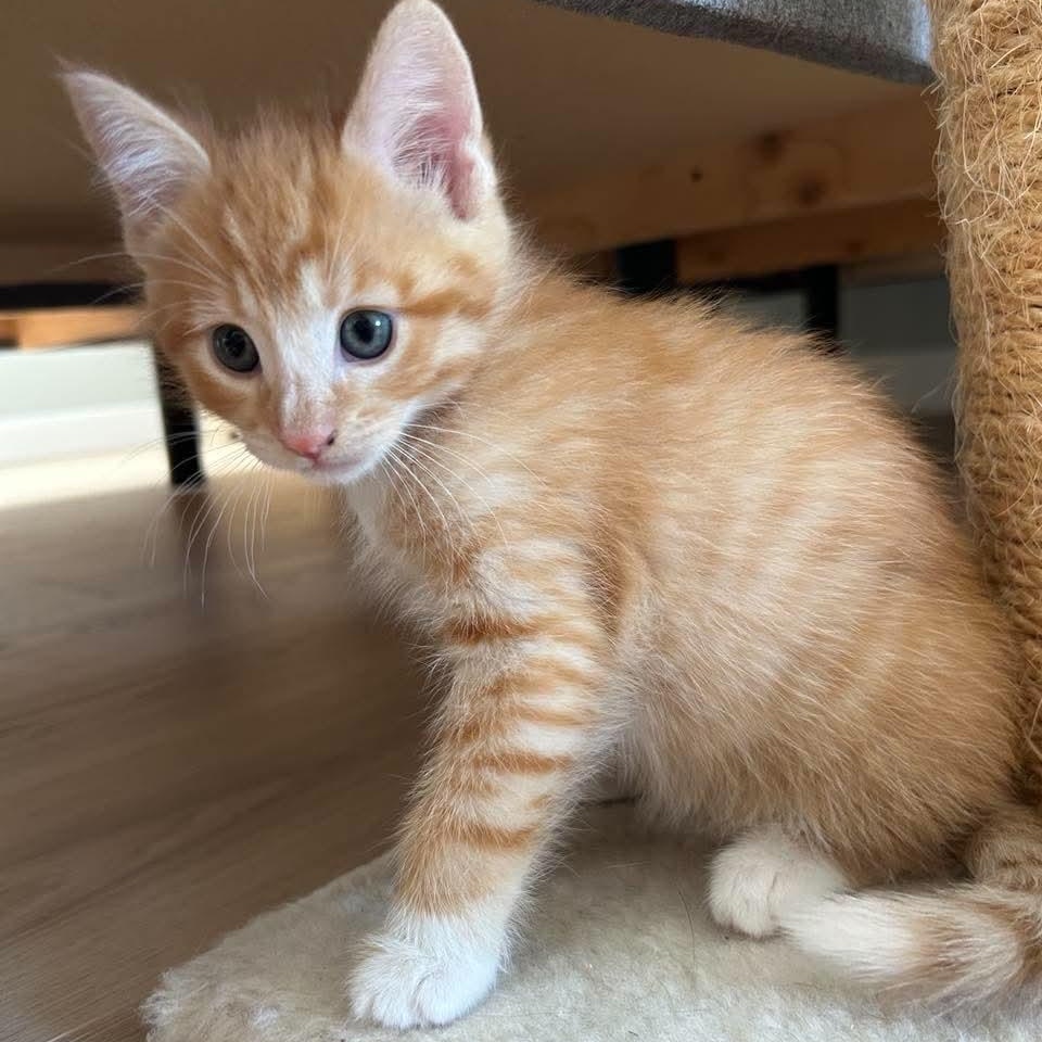 Enlarge Tater & Tot, a Adoptable Domestic Medium Hair in Campbell River, BC image 2/6