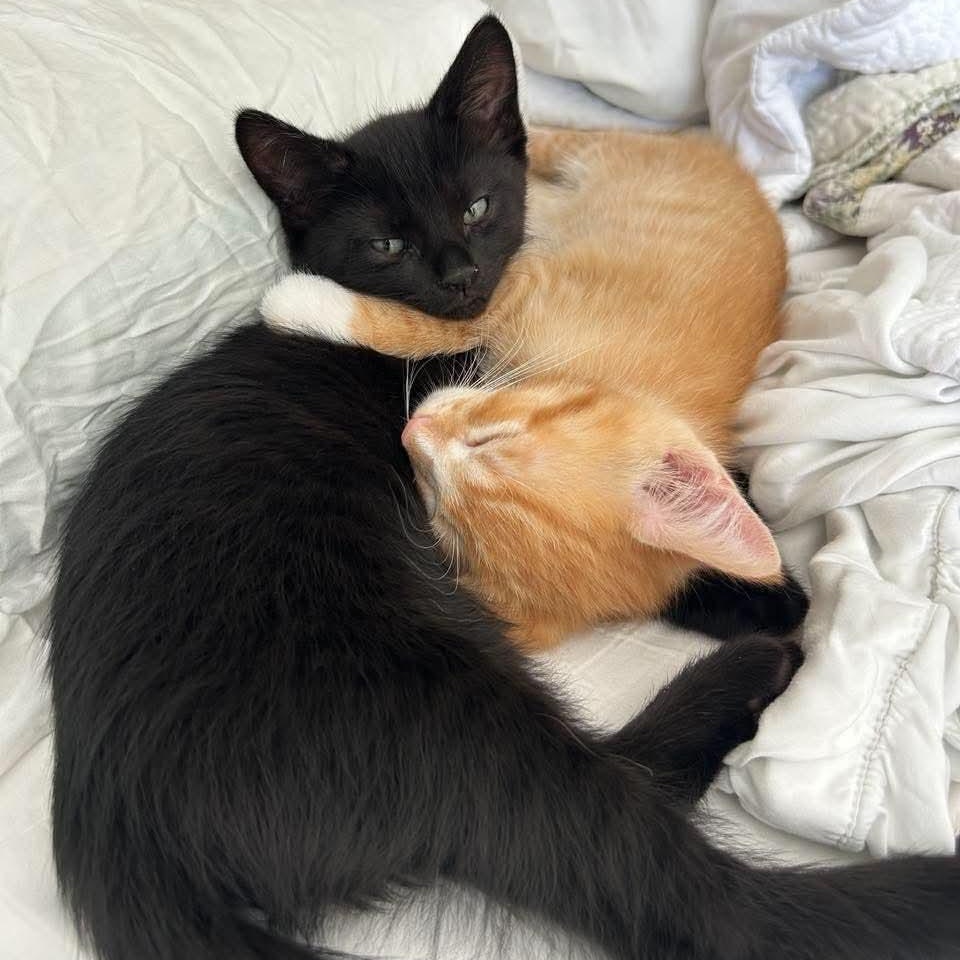 Tater & Tot, Adoptable, Kitten Male Domestic Medium Hair.