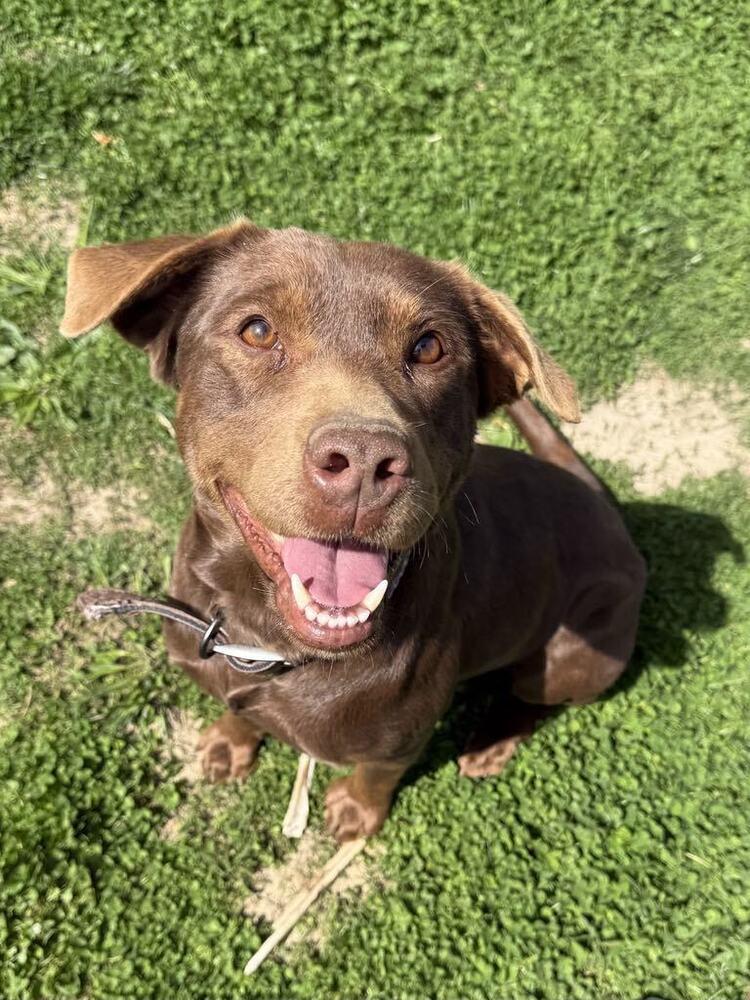 Dove, a Adoptable mixed breed in Aurora, IN image 2/6