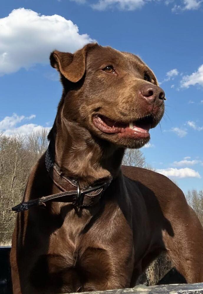 Dove, a Adoptable mixed breed in Aurora, IN image 3/6