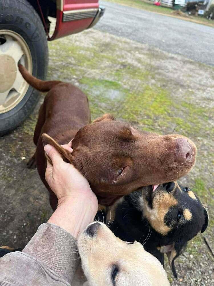 Enlarge Dove, a Adoptable Labrador Retriever in Aurora, IN image 1/5
