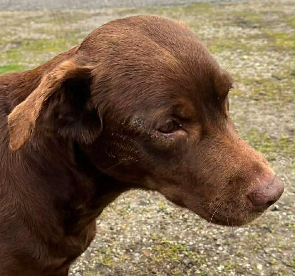 Enlarge Dove, a Adoptable Labrador Retriever in Aurora, IN image 2/5