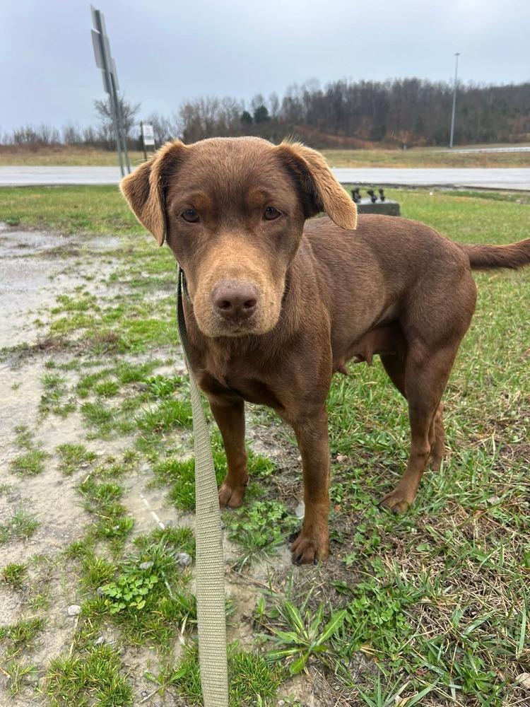 Enlarge Dove, a Adoptable Labrador Retriever in Aurora, IN image 4/5