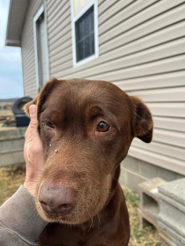 Enlarge Dove, a Adoptable Labrador Retriever in Aurora, IN image 5/5