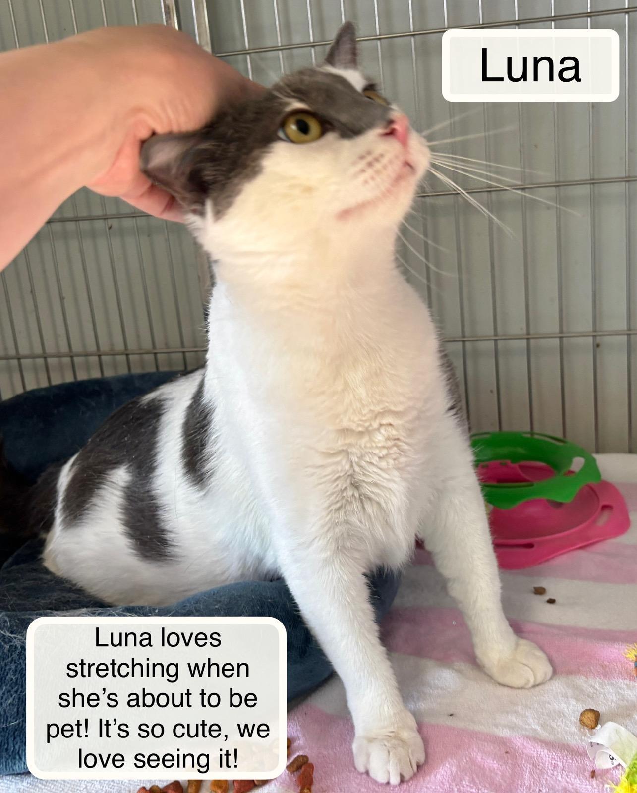 Enlarge Luna at the Luna Cat Collective , a ADOPTABLE Domestic Short Hair in Ellicott City, MD image 1/6