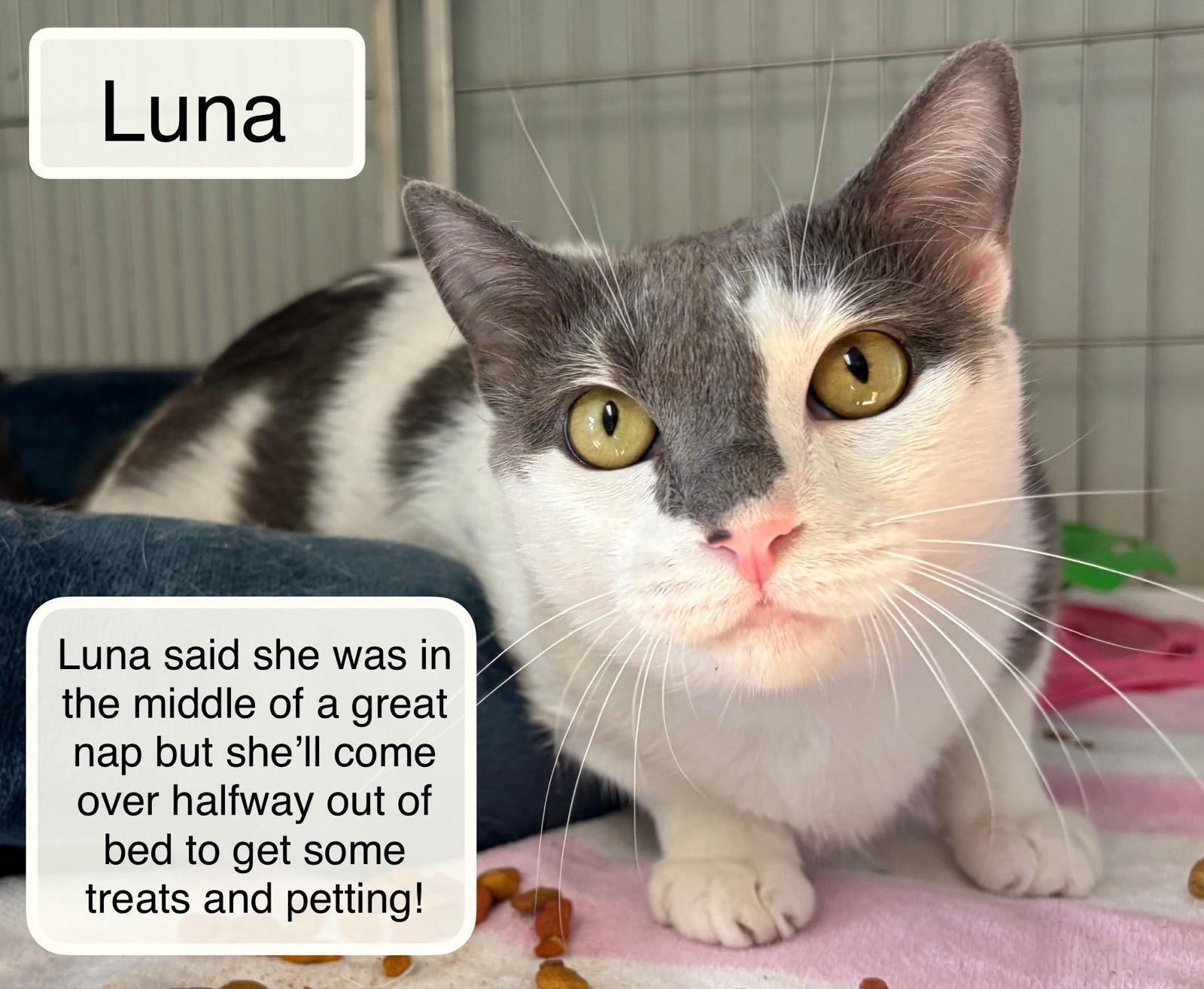 Enlarge Luna at the Luna Cat Collective , a ADOPTABLE Domestic Short Hair in Ellicott City, MD image 6/6