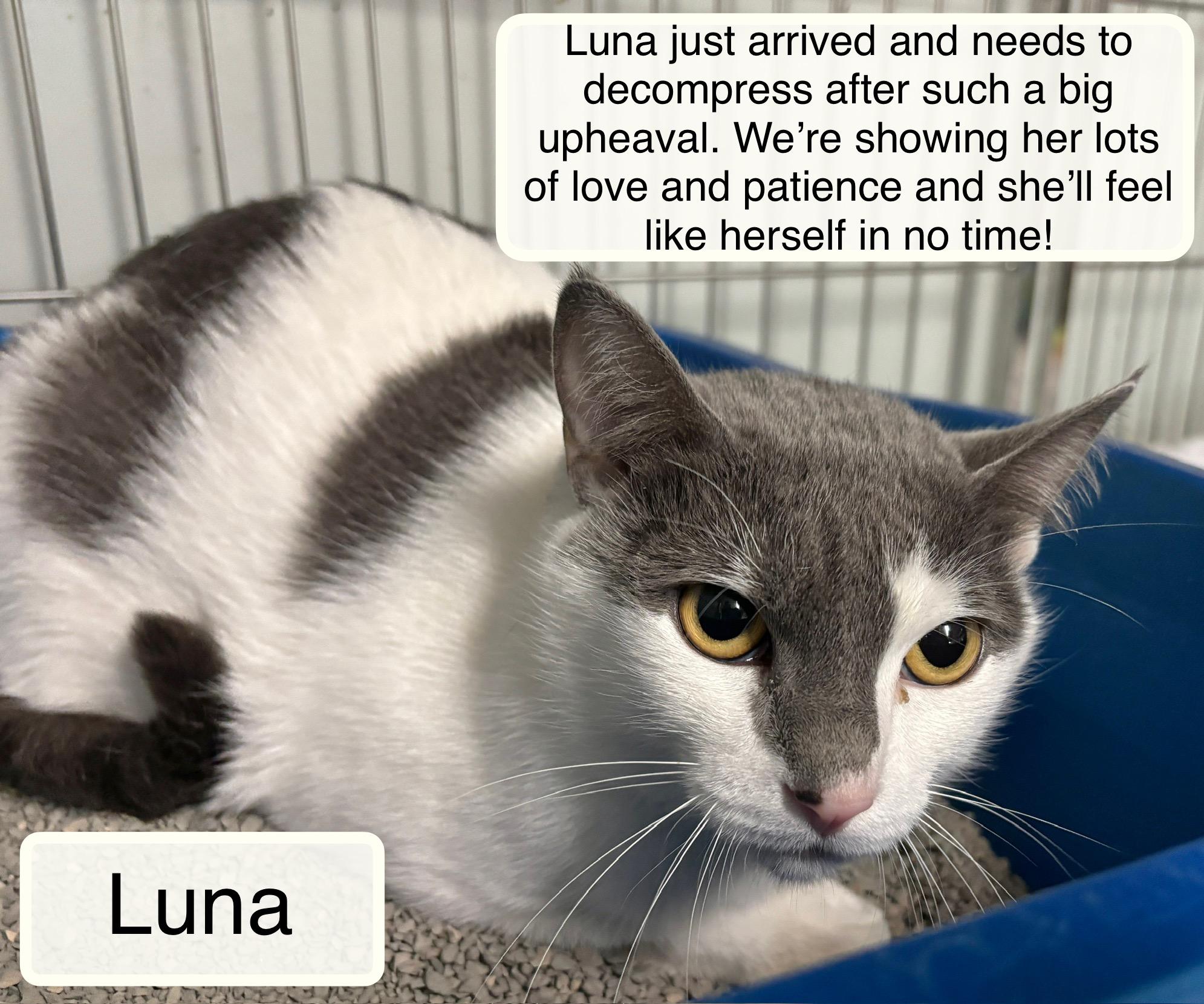 Enlarge Luna, a ADOPTABLE Domestic Short Hair in Ellicott City, MD image 4/4
